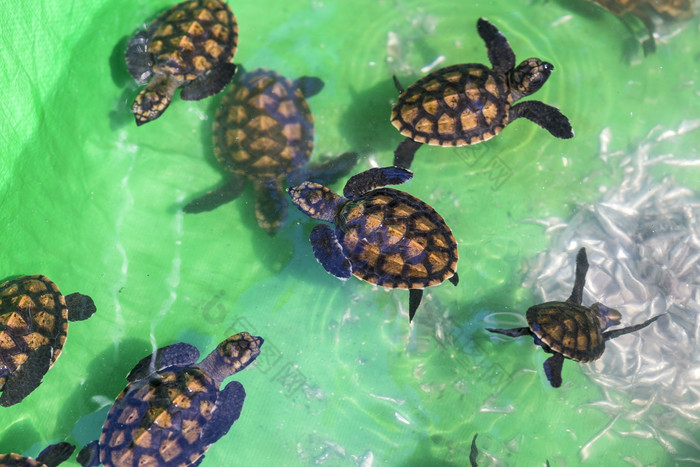 淡水里一群的小海龟