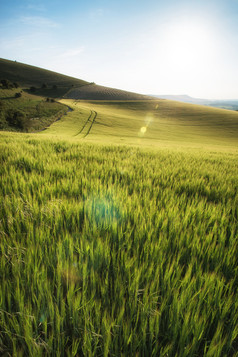 绿色调在山坡中的稻田摄影图