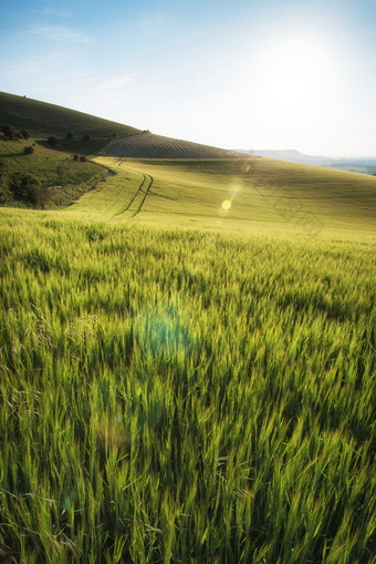 绿色调在山坡中的稻田摄影图