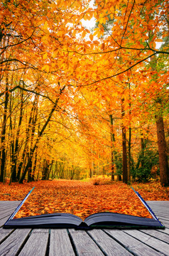 深色调秋天的红叶摄影图