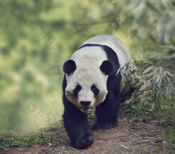 深色调大熊猫摄影图