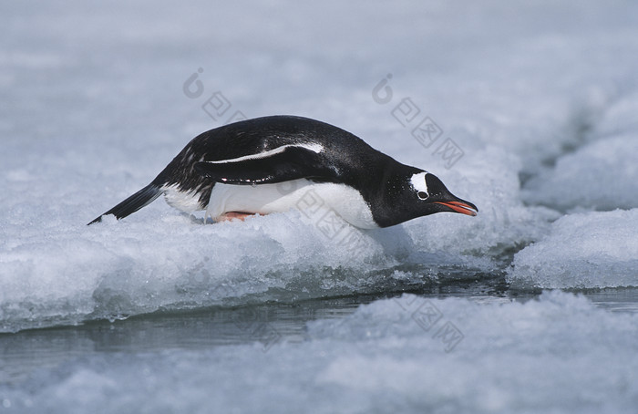 暗色冰上的企鹅摄影图