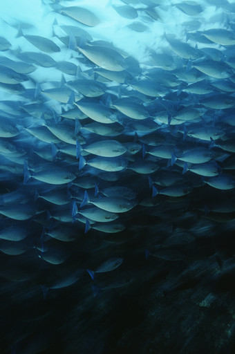 海底生物鱼群摄影图