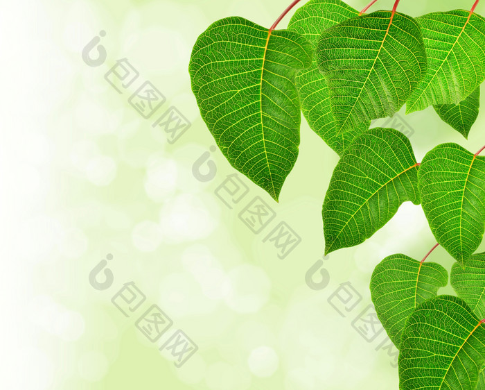 绿色调鲜艳树叶摄影图