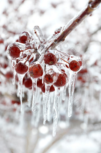 深色冻的水果摄影图