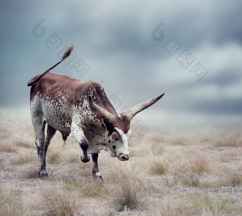 吃草的长角牛摄影图
