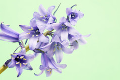 盛开的花枝紫色花朵