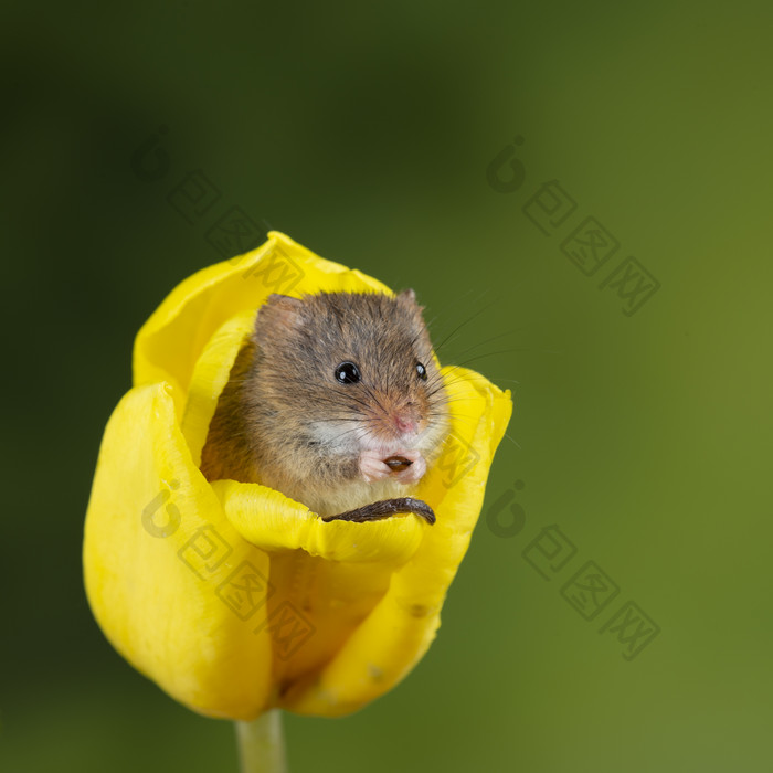 黄色花朵里的可爱老鼠