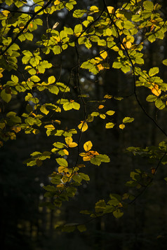 午后阳光下的树叶