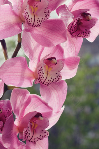 粉红色<strong>花朵花枝</strong>植物摄影图