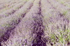 户外紫色花丛植物