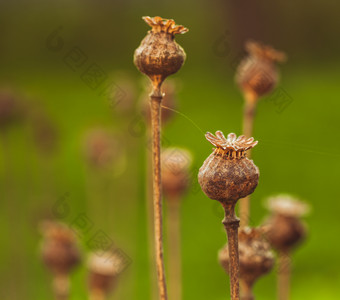 户外枯萎的<strong>花枝</strong>摄影图