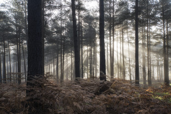 暗色调透光的树林摄影图