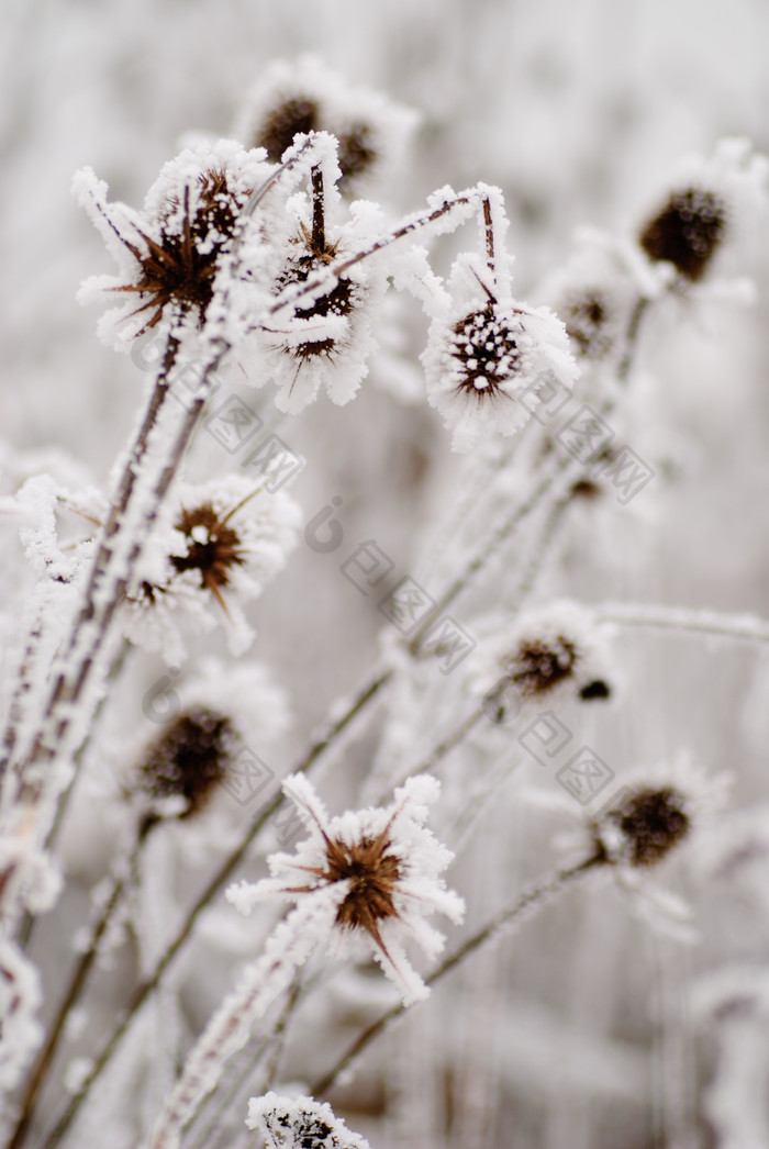 裹上霜雪的牛蒡花