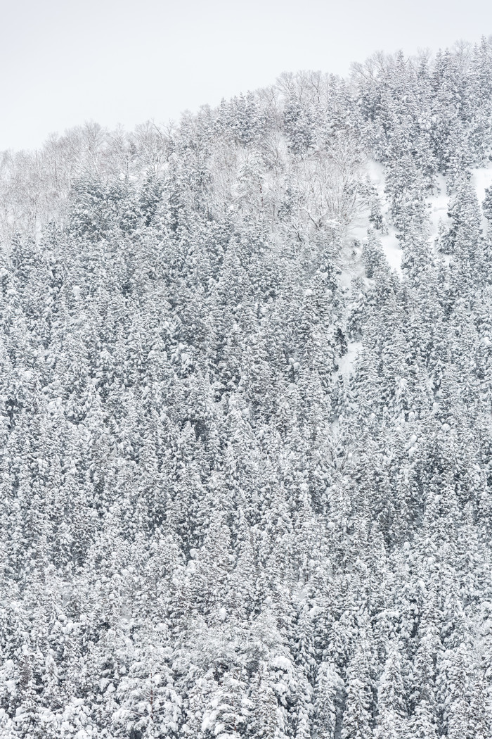 冬天大自然森林摄影图