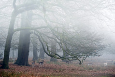 暗色调朦胧的树林摄影图
