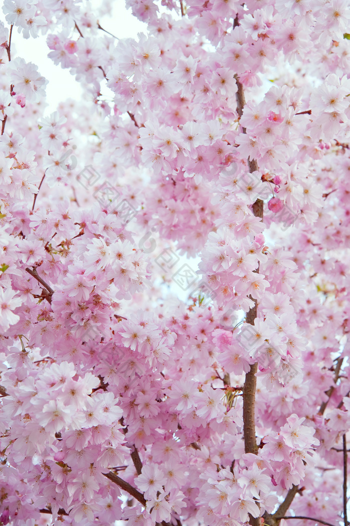粉色调漂亮树上的花摄影图