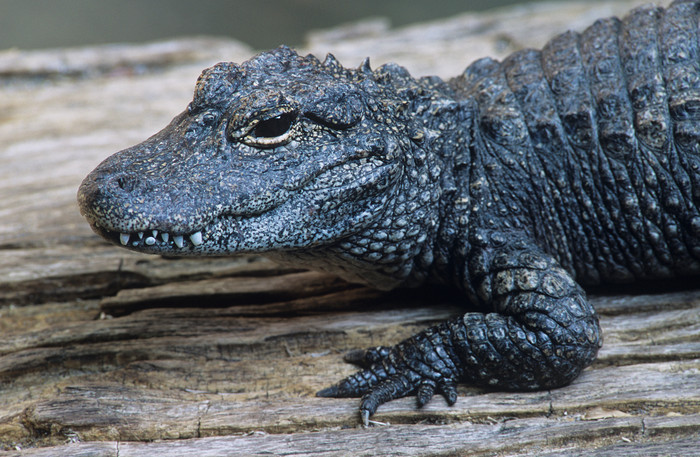 爬行的黑色鳄鱼