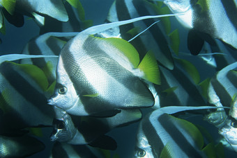 海洋生物蓝色热带鱼
