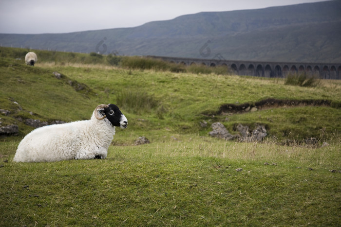 草地上休息的绵羊