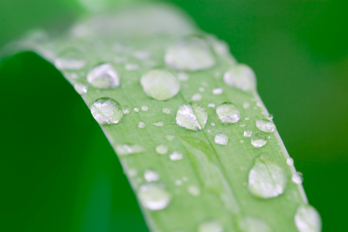 绿色调叶子上的水滴摄影图