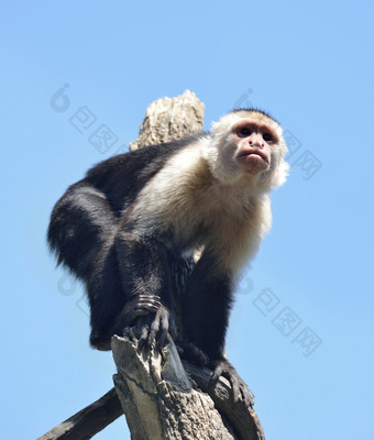 蓝色调树上的猴子摄影图