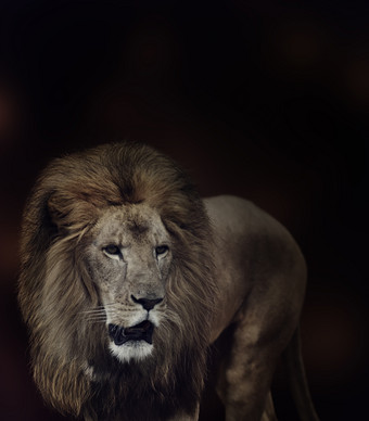凶猛的<strong>狮子</strong>摄影图