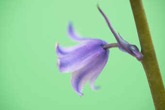 紫色<strong>植物花朵</strong>花卉