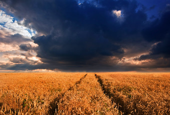 乌云下的稻田摄影图