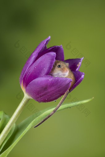 紫色花朵里的小老鼠