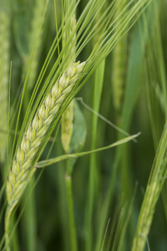 大麦作物收获麦片