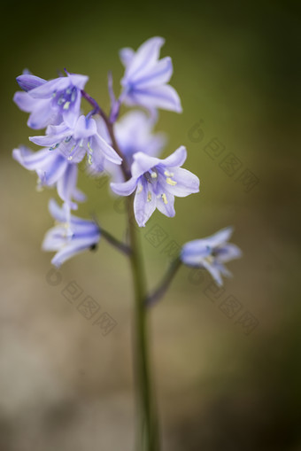 野生紫色小花花卉