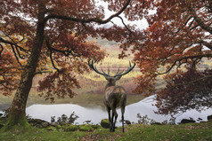 秋天河边的小鹿摄影图