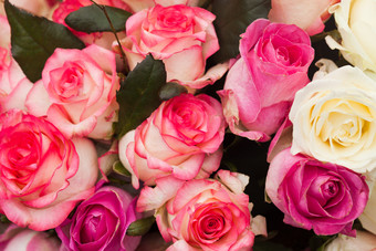 盛开的娇艳玫瑰花摄影图
