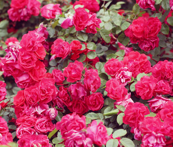 花丛中的<strong>红玫瑰</strong>花