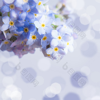 蓝色小花鲜花摄影图