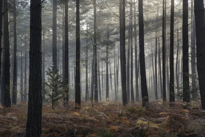 暗色透光的树林摄影图