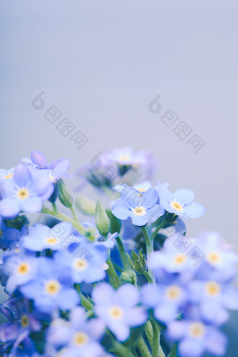 蓝色调小花摄影图