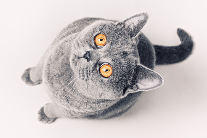 灰色调好奇的猫摄影图
