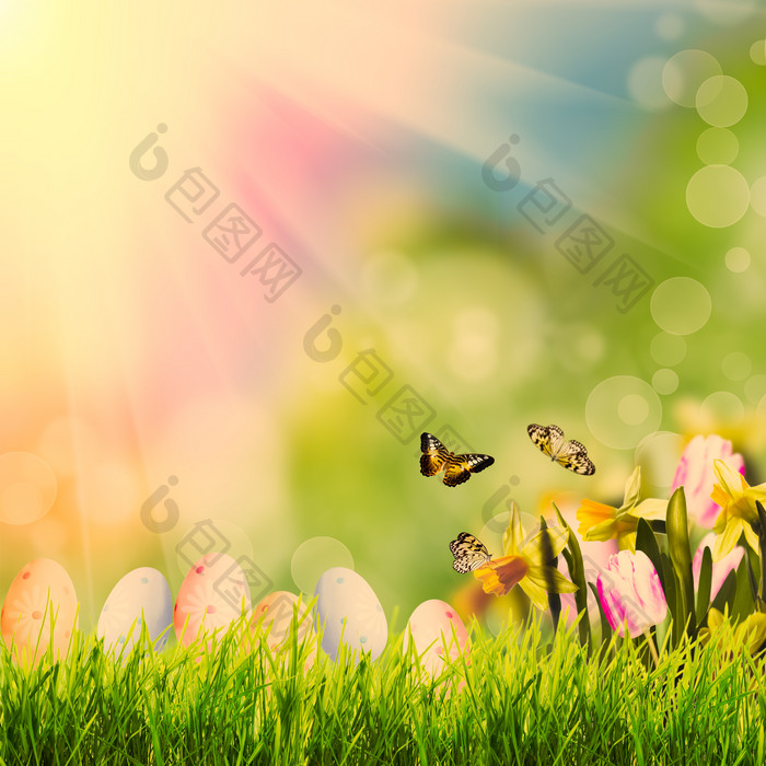 阳光下的草地和蝴蝶
