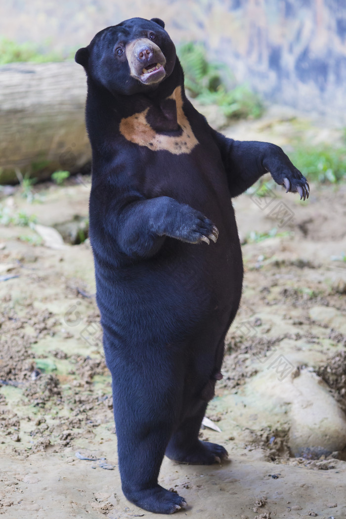 动物园黑熊动物