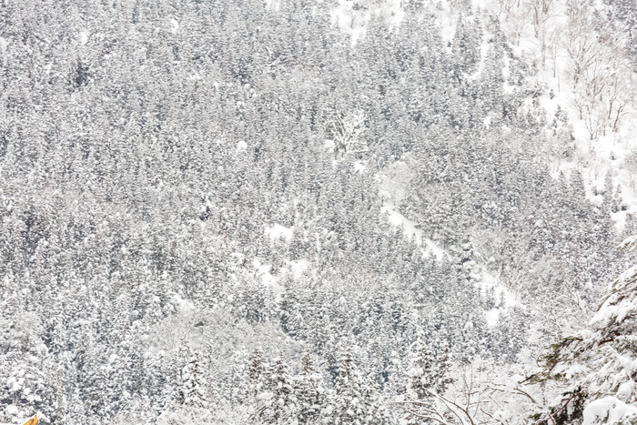 冬天冬季森林雪山元素
