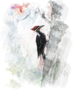 水彩风啄木鸟摄影图