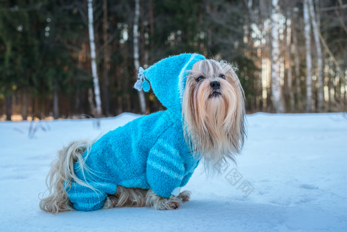 简约雪地中的狗摄影图