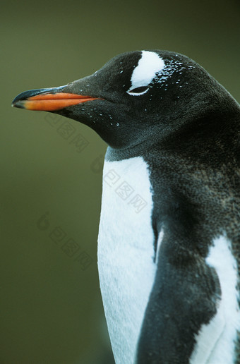 可爱黑色企鹅摄影图