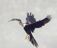 简约飞翔的大鸟摄影图