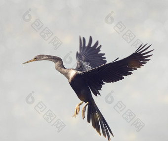 简约飞翔的大鸟摄影图