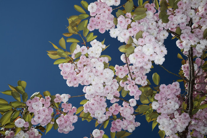 粉色小花树枝摄影图