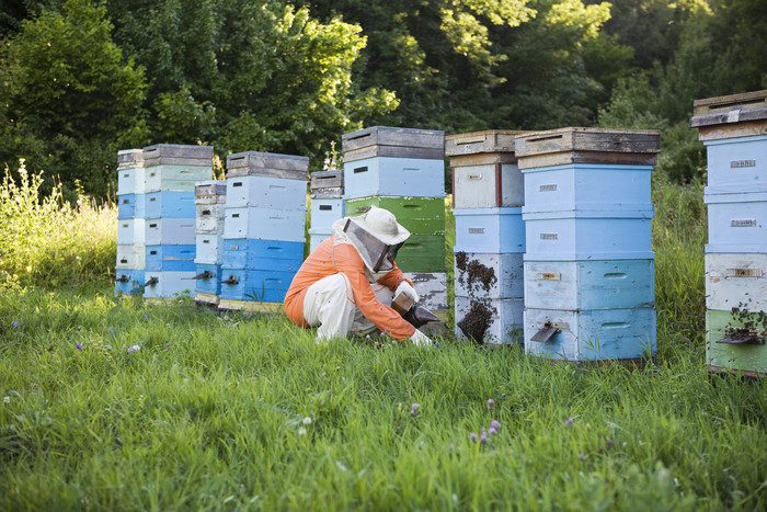 草地上的养蜂人摄影图