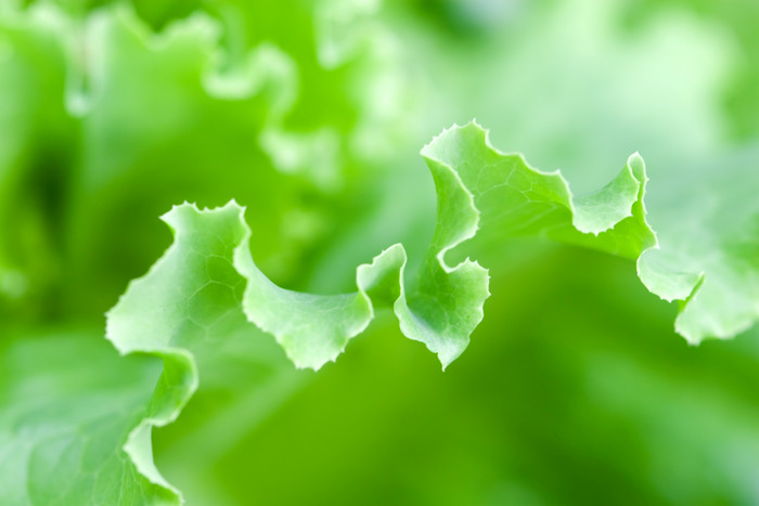 绿色调生菜叶子摄影图
